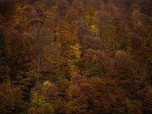 Forest of autumn trees 