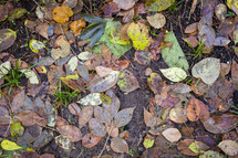 wet fall leaves in mud 