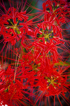 details of red flowers closeup