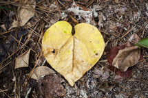 heart shaped yellow leaf on the ground 