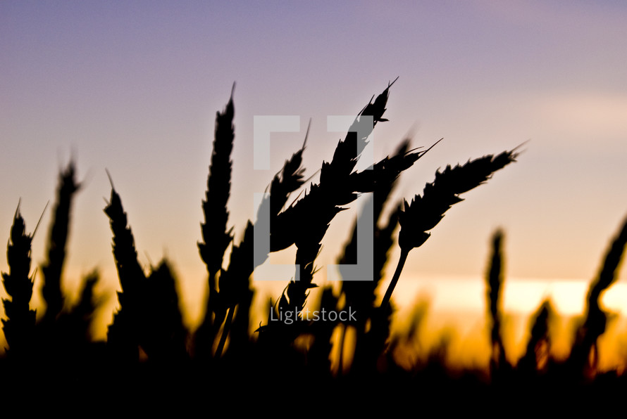 Close up of wheat field silhouetted at sunset