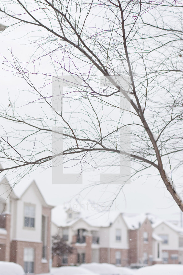 barren winter tree in front of townhouses