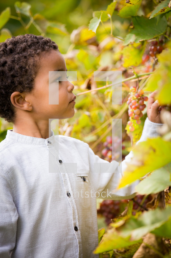 a boy in a vineyard 