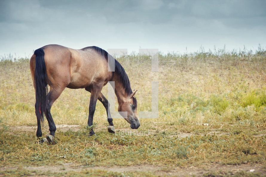 a brown horse in a pasture 
