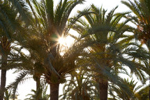 Sun beam in palm leaf, summer 