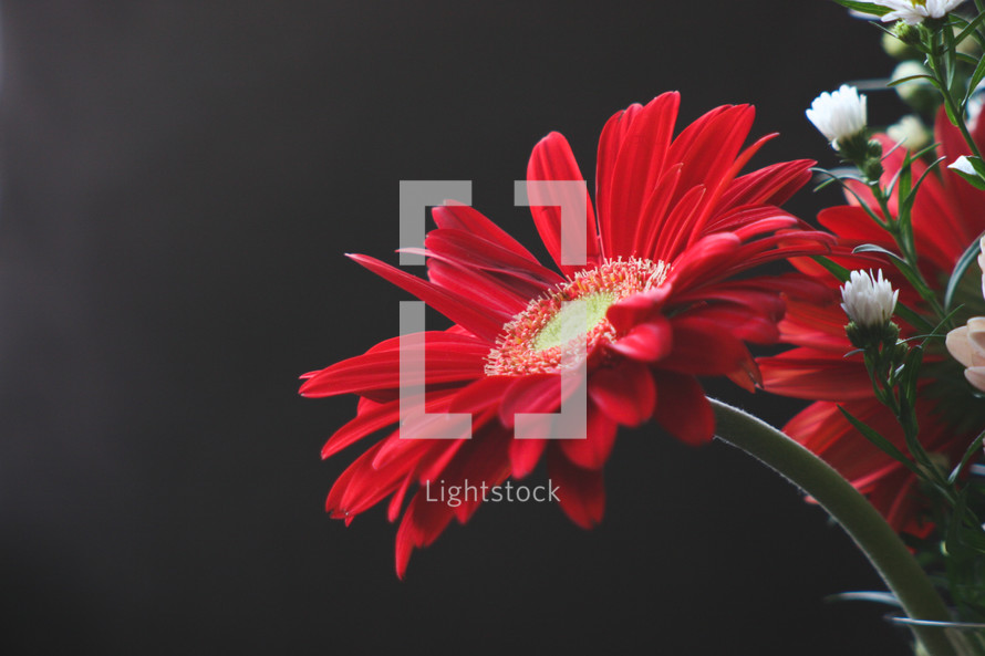 red Gerber daisy in a flower arrangement 