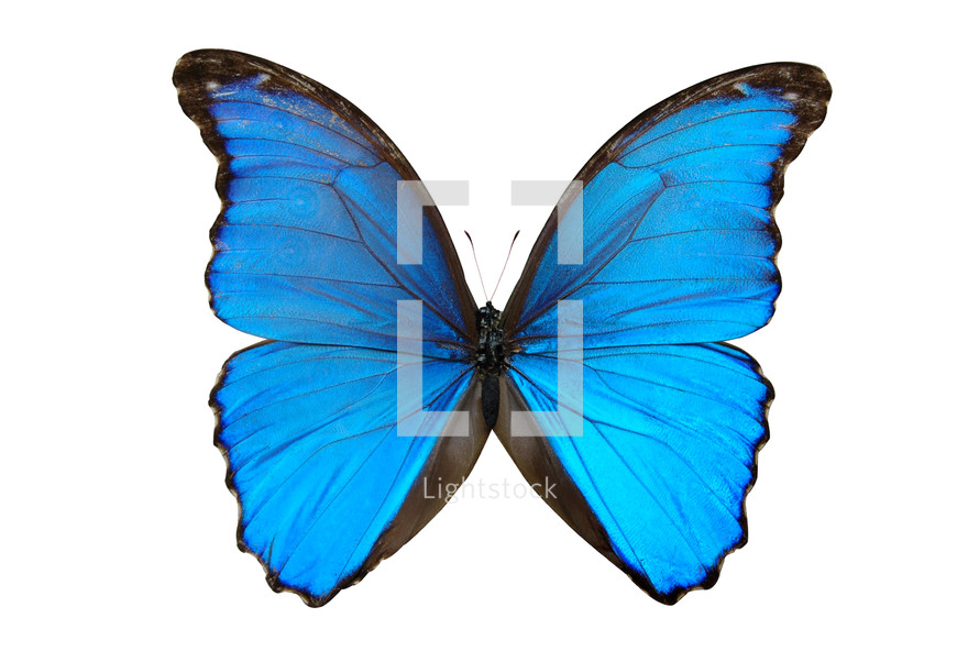 A blue butterfly with wings outstretched.