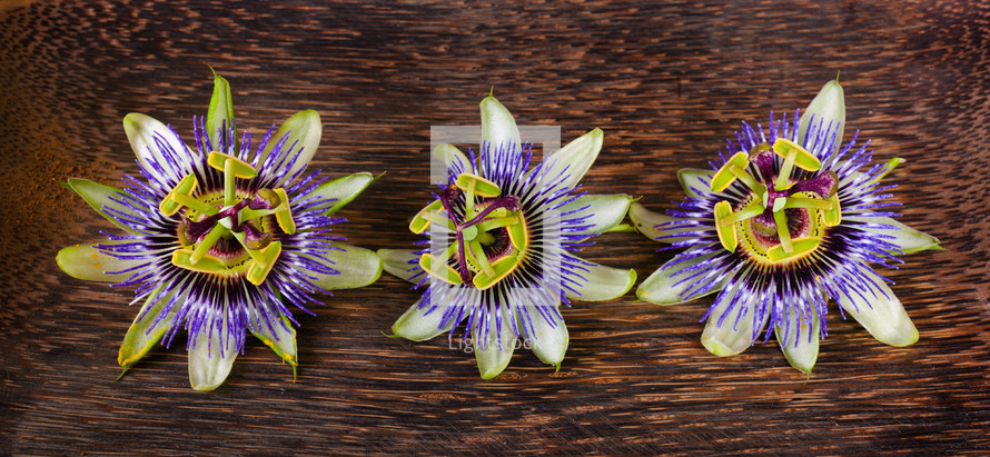 Passiflora caerulea, passionflower flower on wooden table