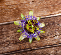 Passiflora caerulea, passionflower flower on wooden table
