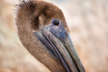 brown pelican 