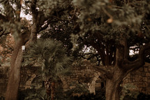 trees in a courtyard garden 