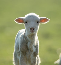 lamb looking at the camera 
