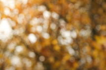 out of focus fall trees background 