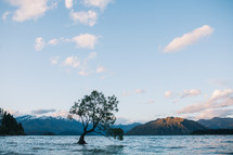 a tree in the water and mountains in New Zealand 