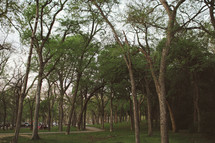 trail and trees in a park 