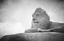 A lion lying on top of a rock