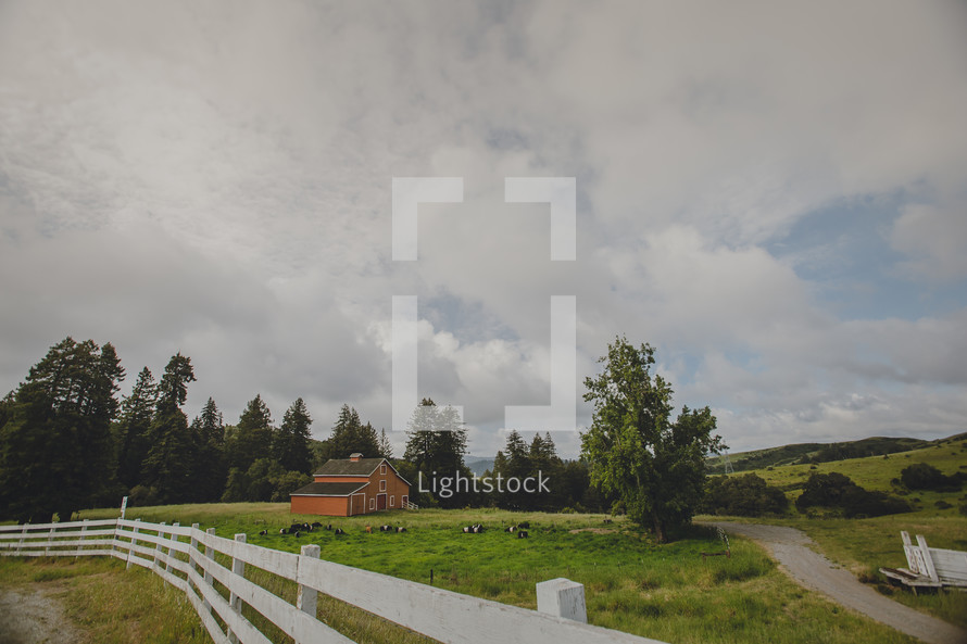 red barn, white fence, and grazing cattle on a farm 