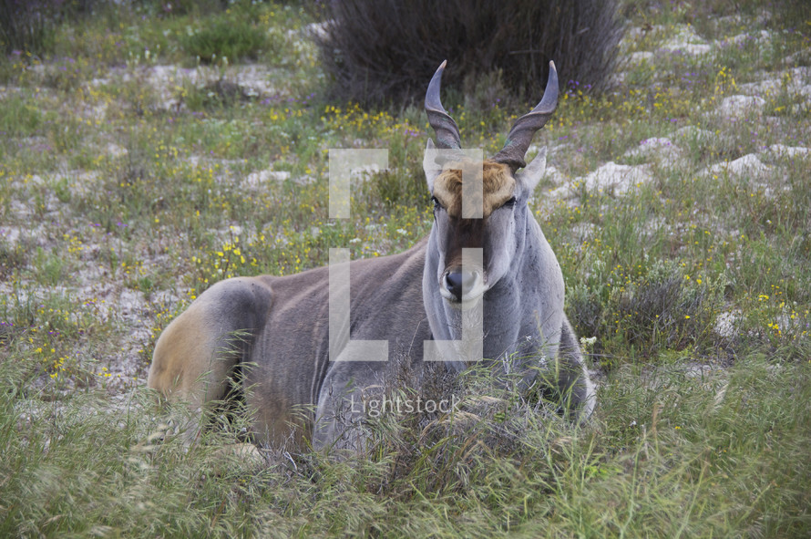 antelope 