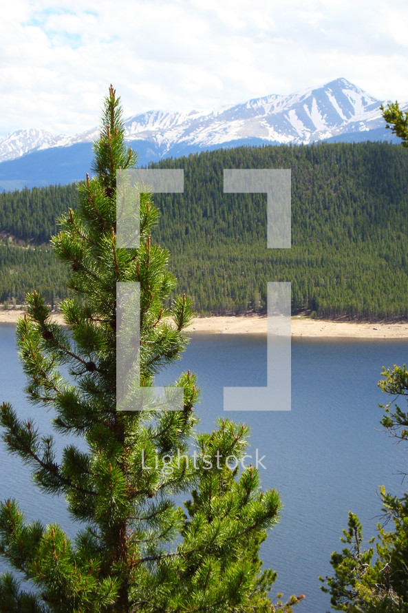 A pine tree with a lake and mountain in the distance