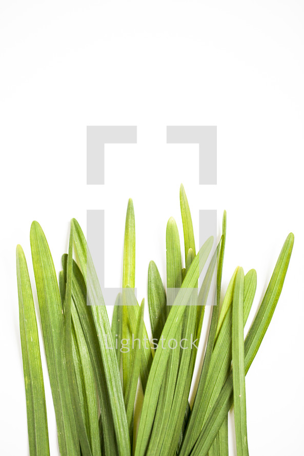green blades of grass on a white background 