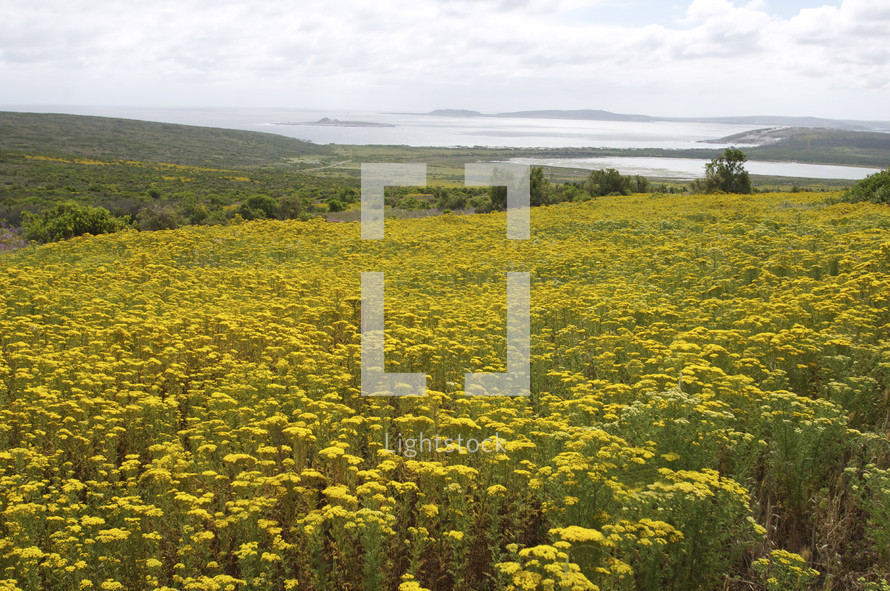 A field of yellow flowers with the ocean in the distance.
