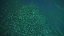 Million Swirling School of Fish in Deep Water Background Slow Motion