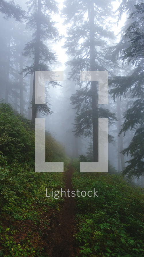 fog in an evergreen forest 