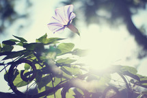 sunlight on a morning glory flower 