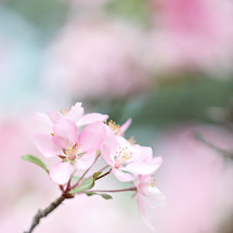 single pale pink blossom on a tree with blurred background