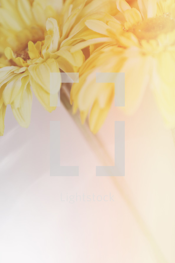 gentle yellow floral background