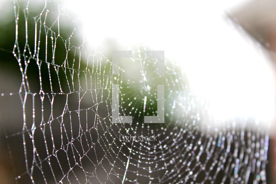 dew on a spiderweb