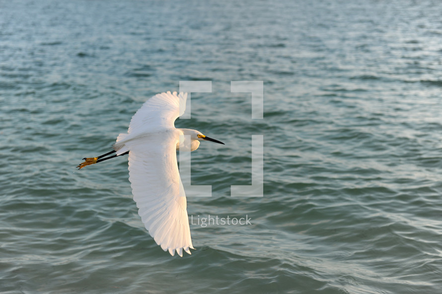 Egret flying over the ocean.