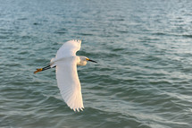 Egret flying over the ocean.