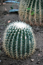 Barrel cactus;  definitely a hands-off policy is best.  
