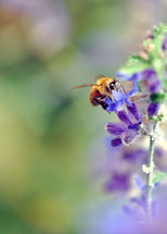 Honey bee on Russian sage flowers.