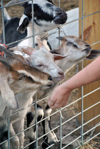 Feeding the goats a treat.