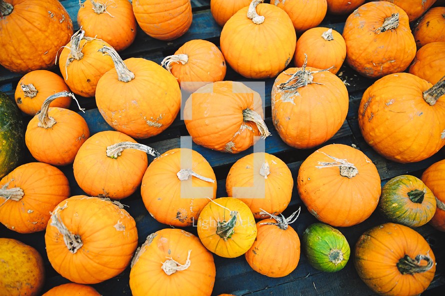 pumpkins on a blue table 