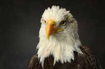 Face of a bald eagle.