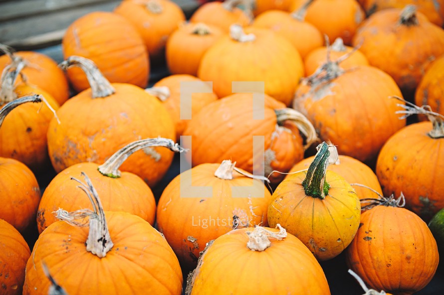 pumpkins in a pumpkin patch 