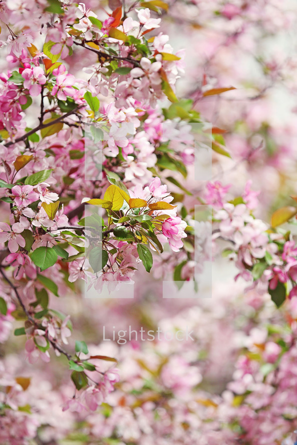 brightly coloured pink spring blossoms on a tree