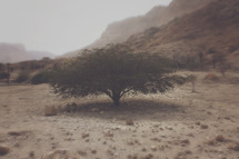 Lone tree in the Judean desert, Israel