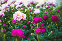 pink and fuchsia flowers in a flower garden 
