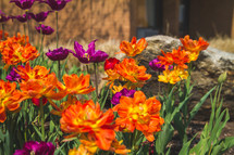 purple and orange flowers in a flower bed 