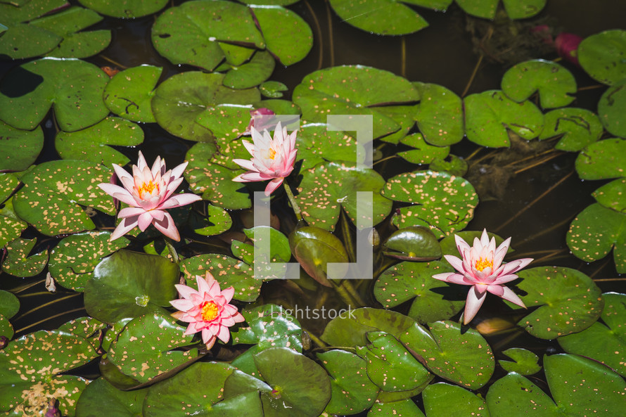 lily pads and lotus flowers 