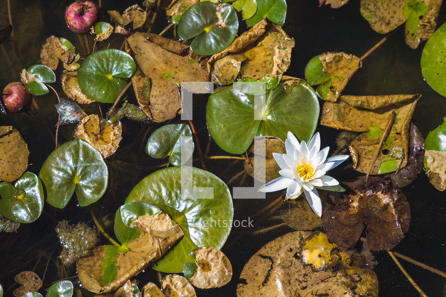 lotus flowers and lily pads 