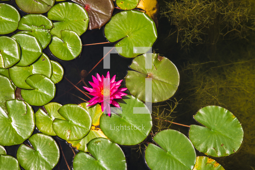 lotus flowers and lily pads in a pond 