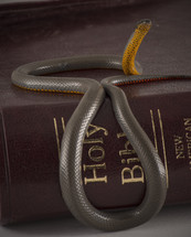 Snake on a Bible.