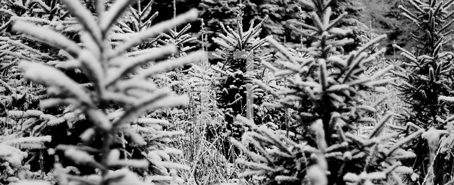 snow on fir trees 