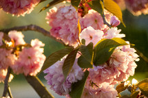 pink blossoms and sunlight 