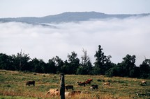 cows grazing in a foggy mountain pasture 